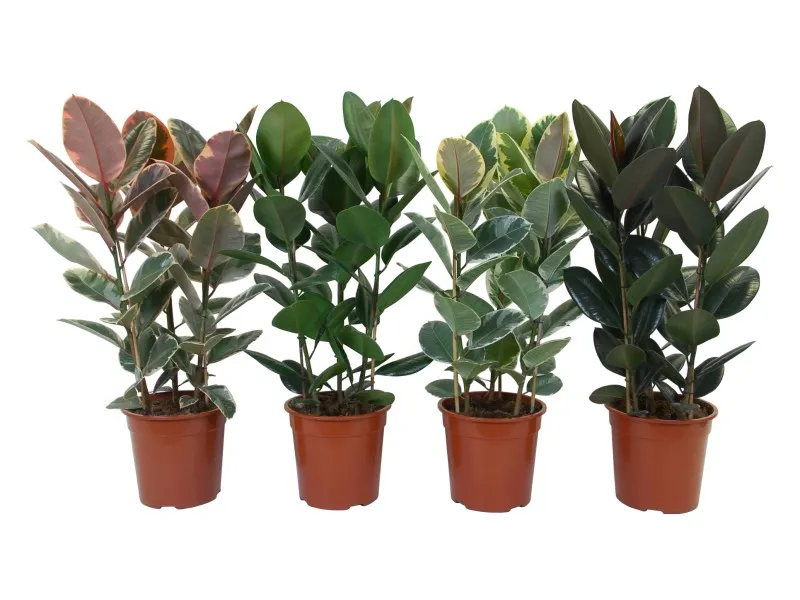 Ficus Elastica vaso Ø ca. 27 cm
