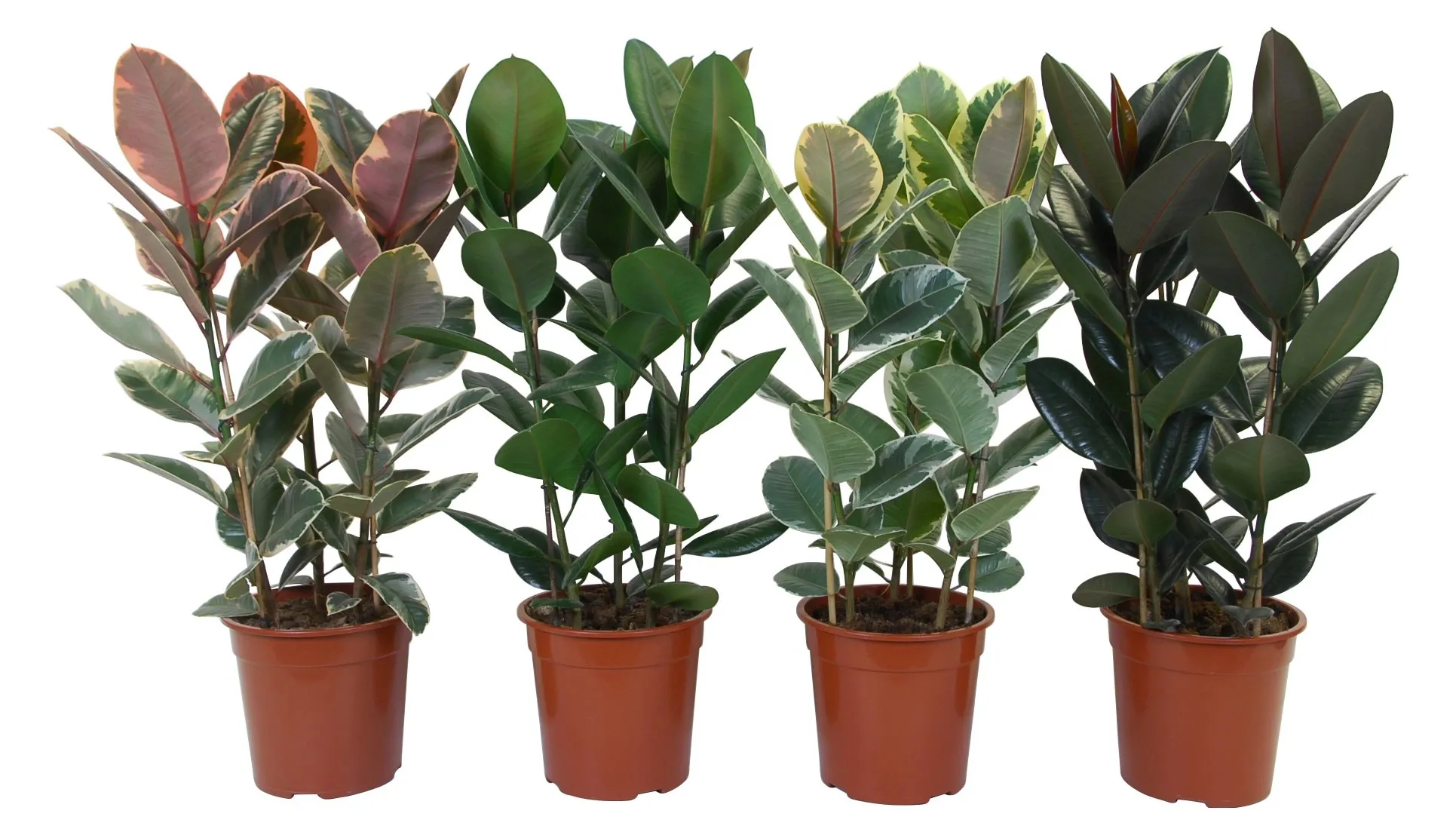Ficus Elastica vaso Ø ca. 27 cm